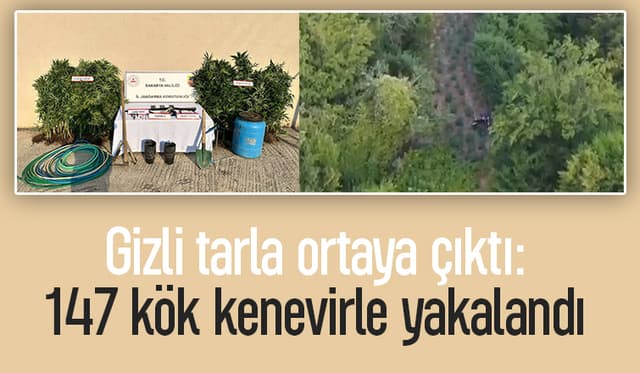 Bahçede domates değil, kenevir yetiştirmiş!