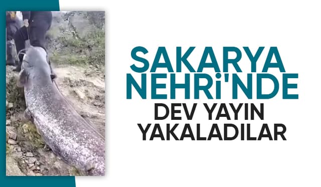 Sakarya Nehri'nde oltayla dev yayın yakaladılar