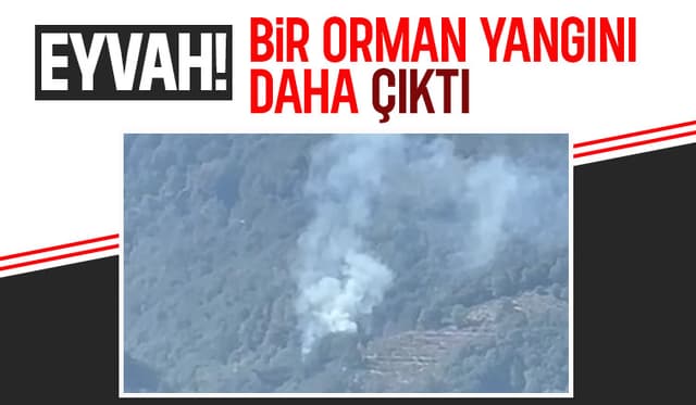 Hendek’te Korkutan Orman Yangını