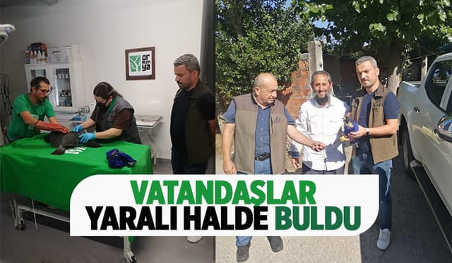 Yaralı Arı Kuşu ve Delice Doğan Bulundu