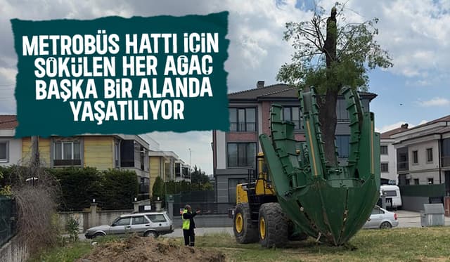 Metrobüs hattı için sökülen her ağaç başka alanlara ekiliyor