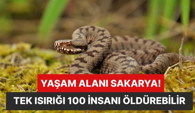 Tek Isırığı 100 İnsanı Öldürebilir Yaşam Alanlarından Biri Sakarya!