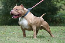 Yönetmeliğe rağmen pitbull gibi hayvanlar tehlike saçıyor