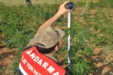 Sakarya'da 2 bin 790 kök kenevir bitkisi ele geçirildi