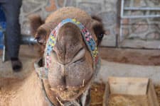 Kurban edecekleri deveye Ayşe ismini taktılar