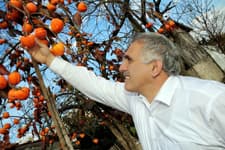 Hendek'te hasat zamanı