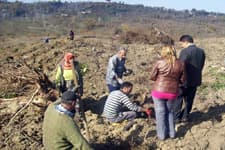 Endüstriyel amaçlı 17 bin fidan dikildi