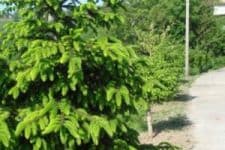 Hazineye ait ormanda kaçak ağaç kesimi yaptılar