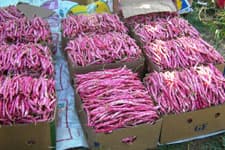 Barbunya üreticileri maliyetten muzdarip