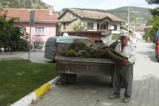 Tarihi çınarın çevresi çimlendirildi