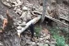 'Boru hattı döşenirken ağaç katliamı yapıldı' iddiası