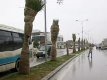 Palmiye Ağaçlarına Çuvallı Koruma 
