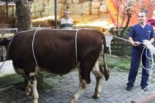 Rueff tekniği ile "kazasız" kurban kesimi 