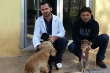 Sokak hayvanlarına klasik müzik dinletiliyor
