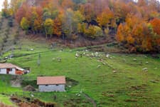 Yörükyeri Yaylası sonbaharda görsel şölen sunuyor 