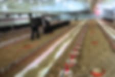 Tavuk çiftliğine jandarma baskını