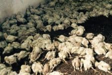 Havalandırma çalışmadı, 28 bin tavuk telef oldu