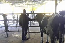 "Kurbanlık hayvan fiyatlarında artış var"