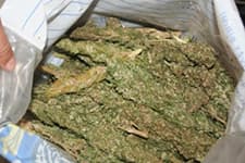 Narkotik köpeği 11 kilo esrar buldu!