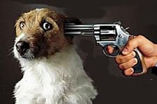 Bahçesine giren köpeği vurdu