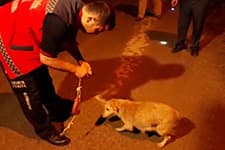 İtfaiye ekiplerinden köpek kurtarma operasyonu