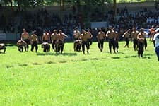 55. Geleneksel Akyazı Akbalık Yağlı Güreşleri nefes kesti 