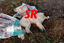 Sokak köpeği, şok tabancasıyla öldürüldü