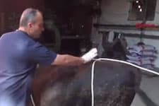  Kazasız kurban kesimi için 'Reuff' tekniği
