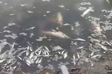 Sakarya Nehri'nde korkutan görüntü