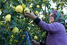 Japonlar Geyve ayvası yiyecek