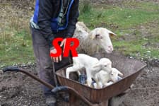 Doğum yapan koyun yavrularının yanından ayrılmadı