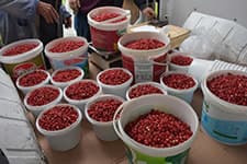 Dağ çileği sezonu açıldı