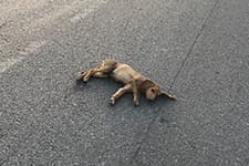 Duyarlı vatandaş yaralı köpeği kurtardı