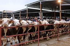Canlı Hayvan Pazarında hazırlıklar tamamlandı