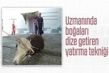 Boğaları dize getiren teknik