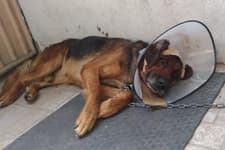 Kanser hastası köpeğe kemoterapi