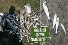 Mudurnu Deresi'nde çevre katliamı