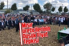 Mısır üreticilerinin düşük fiyat tepkisi