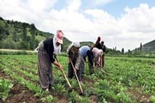 Tarım ve hayvancılık çalışanları sokağa çıkma yasağından muaf tutulacak