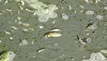 Sakarya Nehri'nde korkutan görüntü
