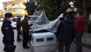 Sakarya'da vahşi kedi ele geçirildi