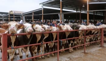 Hayvan pazarı kapatıldı