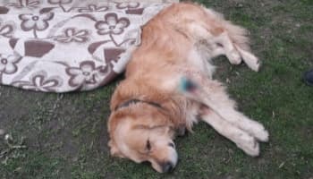 Sevimli köpeği tüfekle vurdular