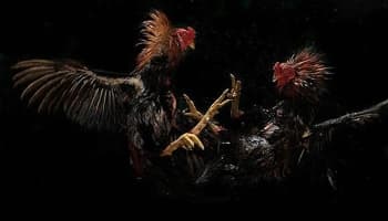 Hayvanları koruma derneğine horoz dövüşü baskını