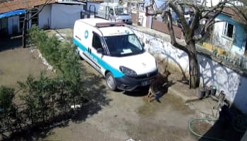 Kargocu köpeği görünce ağaca böyle tırmandı