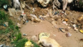 Sakarya, Kocaali'de 17 Köpek Ölü Bulundu!