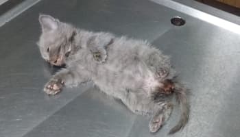 Yavru kedi suni anüsle sağlığına kavuştu