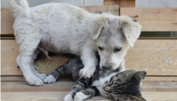 Hayvanları Koruma Kanunu Teklifi TBMM'ye geliyor