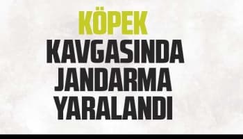 Köpek kavgasında jandarma yaralandı