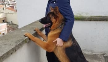 Görenlerin Dikkatine! K9 Alman Kurdu  Cinsi Köpek Çalındı